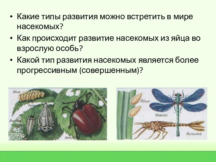 Какие типы развития можно встретить в мире насекомых? Как происходит развитие насекомых из