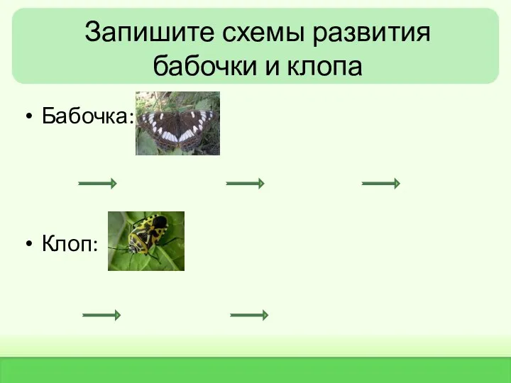 Запишите схемы развития бабочки и клопа Бабочка: Клоп: