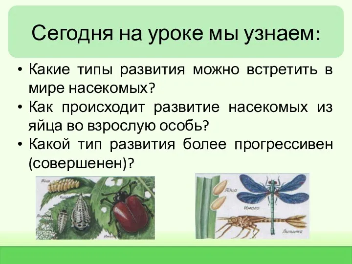 Сегодня на уроке мы узнаем: Какие типы развития можно встретить в мире насекомых?