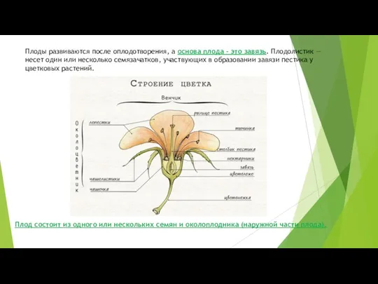 Плоды развиваются после оплодотворения, а основа плода – это завязь.