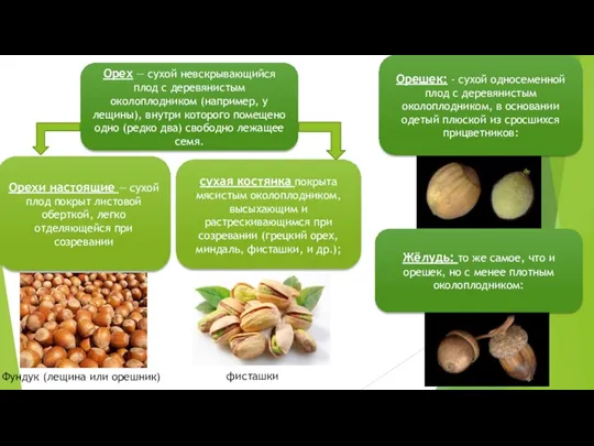 Орех — сухой невскрывающийся плод с деревянистым околоплодником (например, у