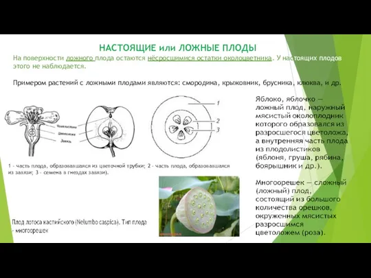 На поверхности ложного плода остаются нёсросшимися остатки околоцветника. У настоящих