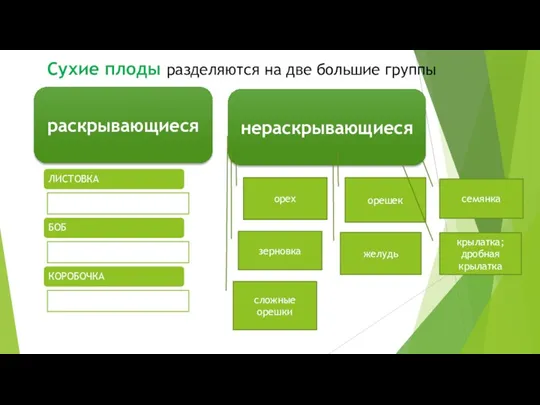 Сухие плоды разделяются на две большие группы раскрывающиеся нераскрывающиеся ЛИСТОВКА