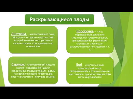 Раскрывающиеся плоды Листовка — многосемянный плод, образуется из одного плодолистика,