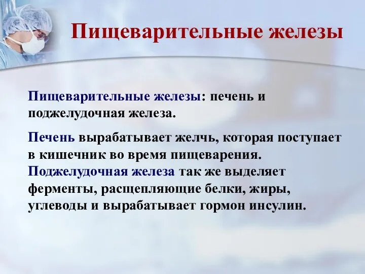 Пищеварительные железы: печень и поджелудочная железа. Печень вырабатывает желчь, которая