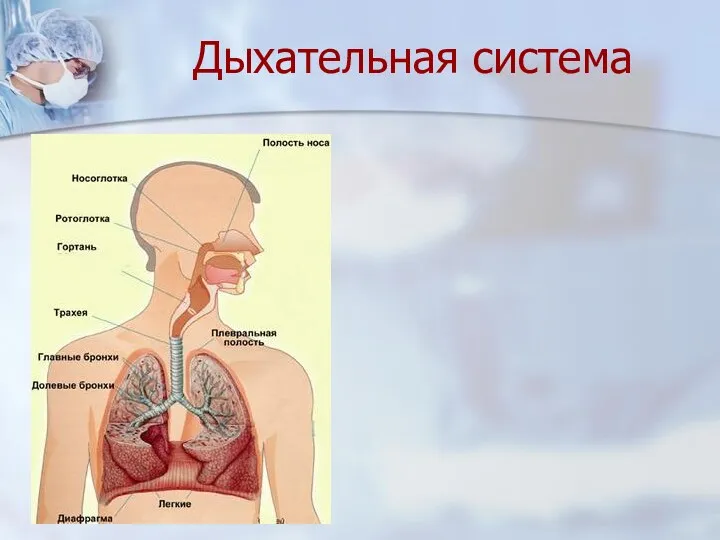 Дыхательная система