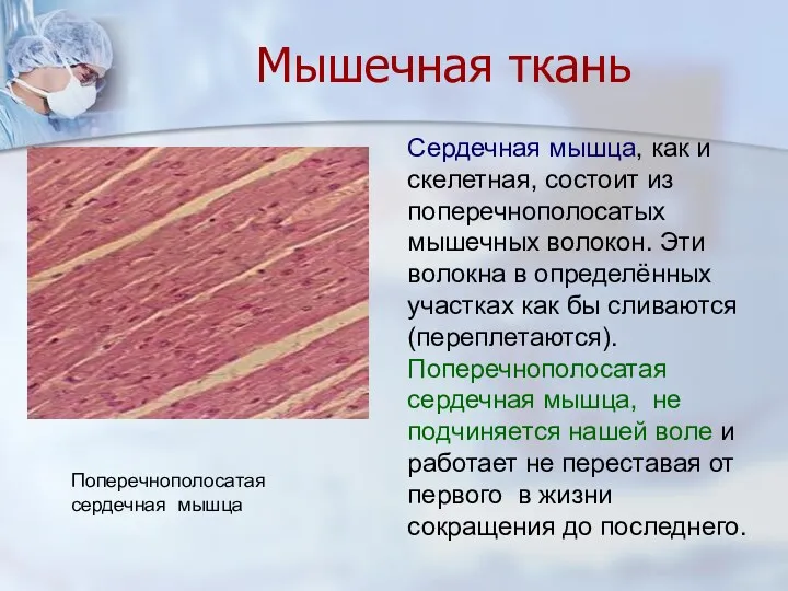 Мышечная ткань Сердечная мышца, как и скелетная, состоит из поперечнополосатых