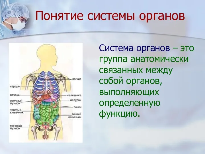 Понятие системы органов Система органов – это группа анатомически связанных между собой органов, выполняющих определенную функцию.