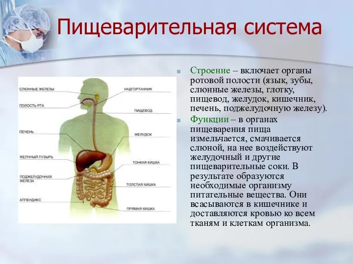 Пищеварительная система Строение – включает органы ротовой полости (язык, зубы,