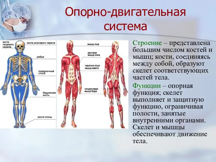 Опорно-двигательная система Строение – представлена большим числом костей и мышц;