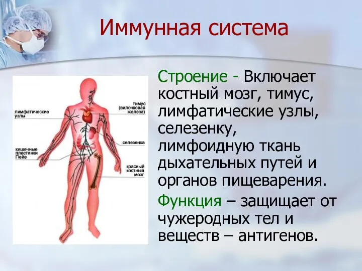 Иммунная система Строение - Включает костный мозг, тимус, лимфатические узлы,