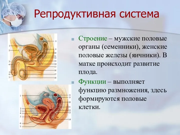 Репродуктивная система Строение – мужские половые органы (семенники), женские половые