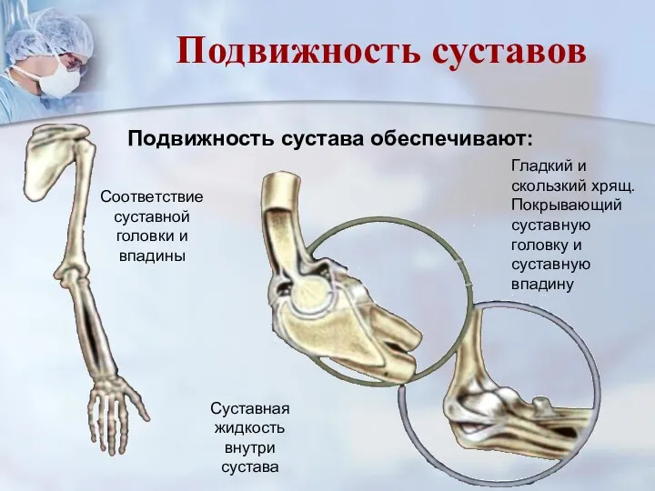 Подвижность сустава обеспечивают: Соответствие суставной головки и впадины Суставная жидкость