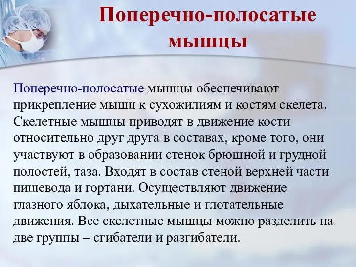 Поперечно-полосатые мышцы Поперечно-полосатые мышцы обеспечивают прикрепление мышц к сухожилиям и