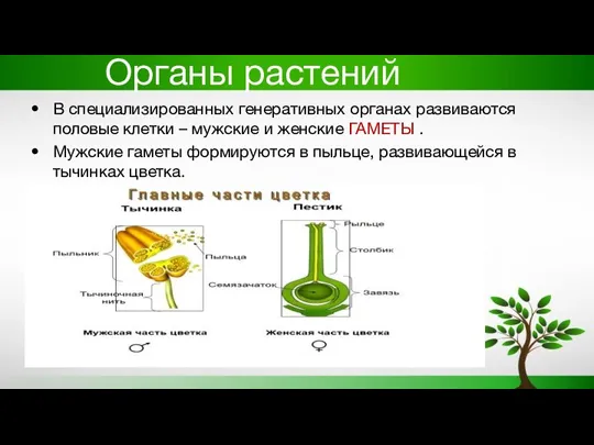 Органы растений В специализированных генеративных органах развиваются половые клетки – мужские и женские