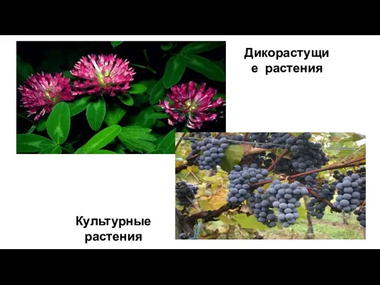 Дикорастущие растения Культурные растения