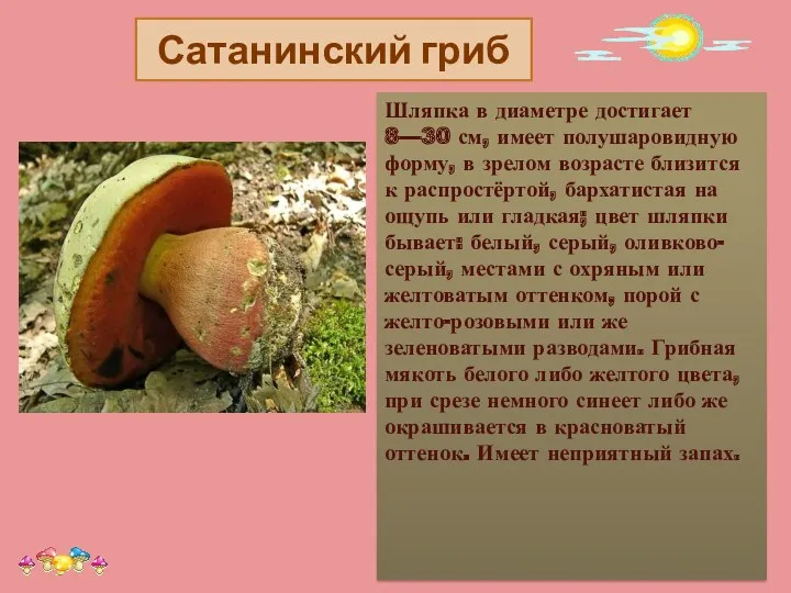 Сатанинский гриб Шляпка в диаметре достигает 8—30 см, имеет полушаровидную форму, в зрелом