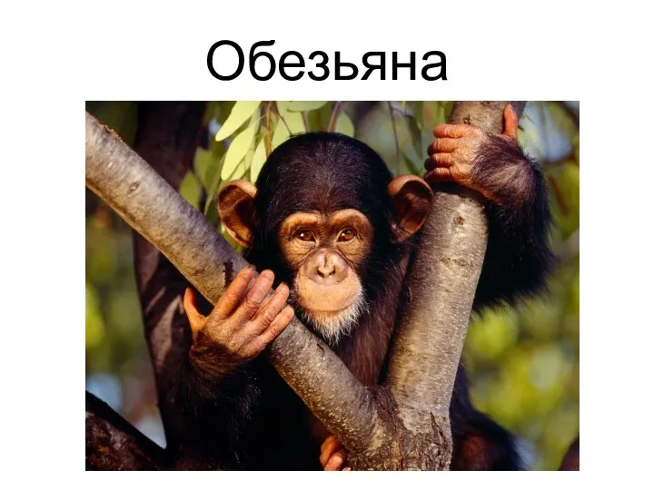 Обезьяна