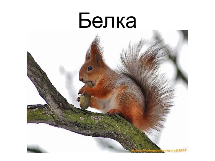 Белка