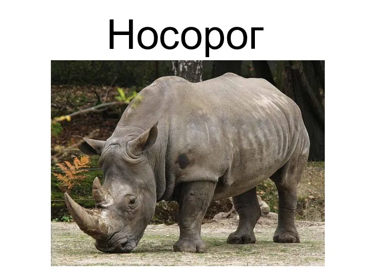 Носорог