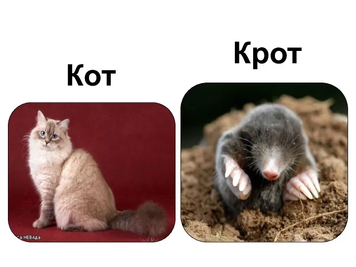 Кот Крот