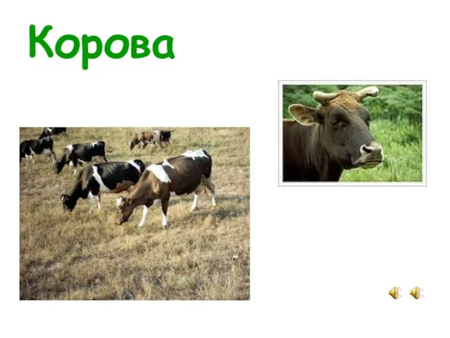 Корова