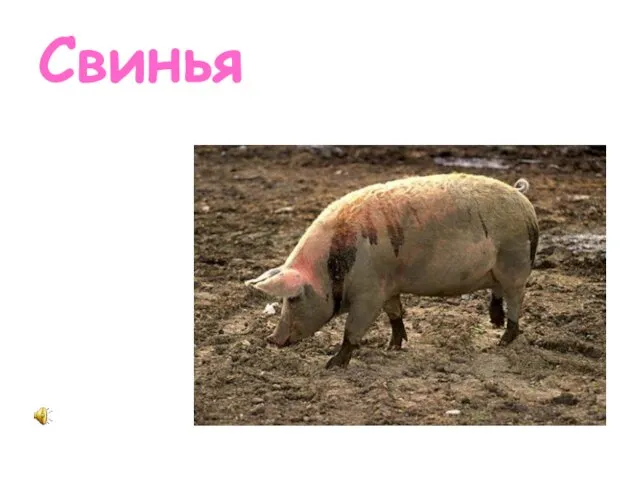 Свинья