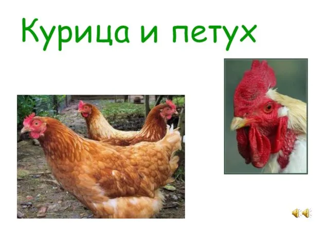 Курица и петух