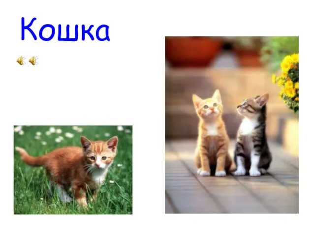 Кошка