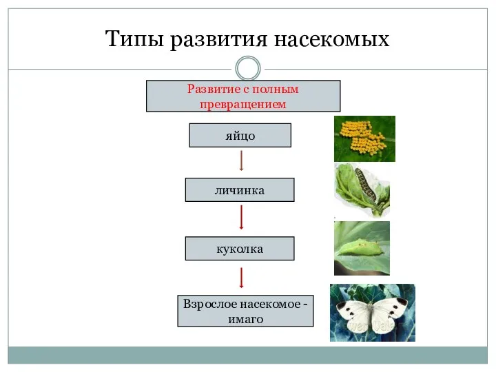 Типы развития насекомых Развитие с полным превращением яйцо личинка Взрослое насекомое - имаго куколка