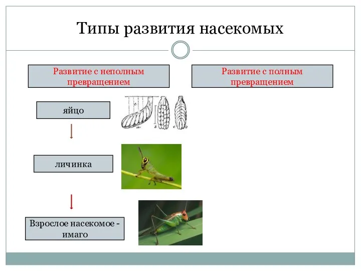 Типы развития насекомых Развитие с неполным превращением Развитие с полным превращением яйцо личинка