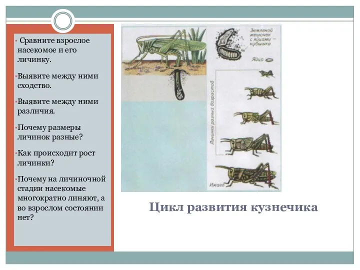 Цикл развития кузнечика Сравните взрослое насекомое и его личинку. Выявите