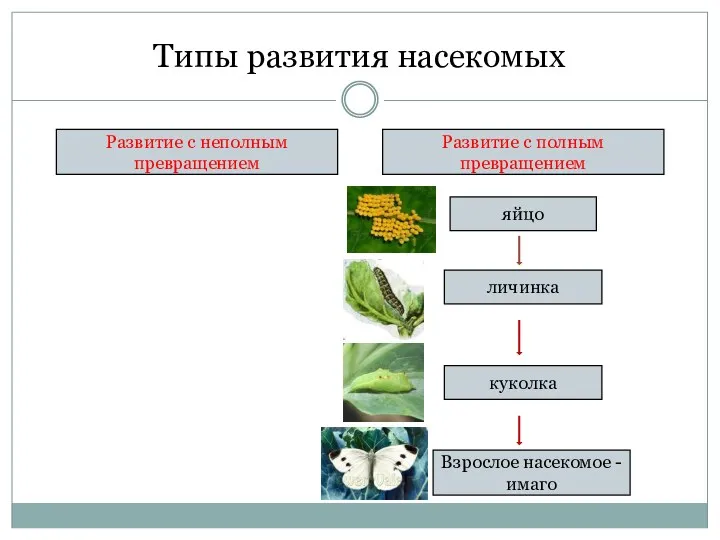 Типы развития насекомых Развитие с неполным превращением Развитие с полным превращением яйцо личинка