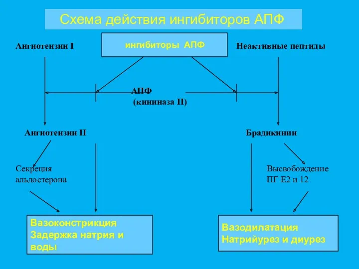 Схема действия ингибиторов АПФ ингибиторы АПФ АПФ (кининаза II) Ангиотензин