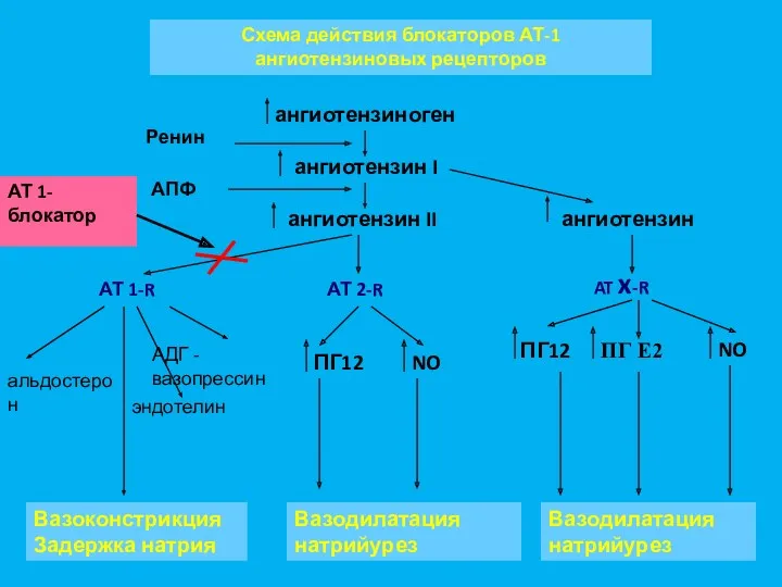 Схема действия блокаторов АТ-1 ангиотензиновых рецепторов ангиотензиноген ангиотензин I ангиотензин