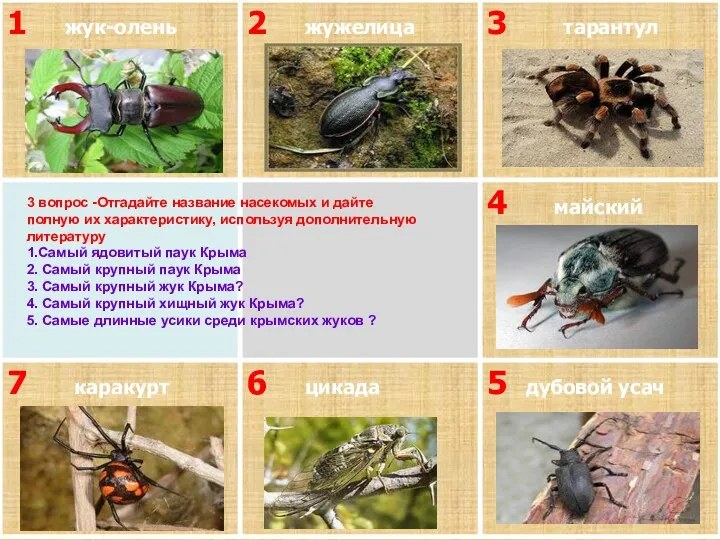3 вопрос -Отгадайте название насекомых и дайте полную их характеристику,