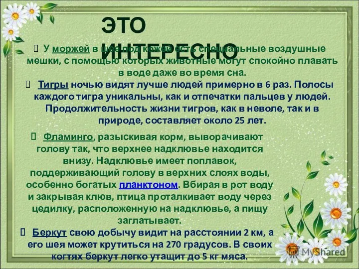 ЭТО ИНТЕРЕСНО У моржей в шее под кожей есть специальные воздушные мешки, с