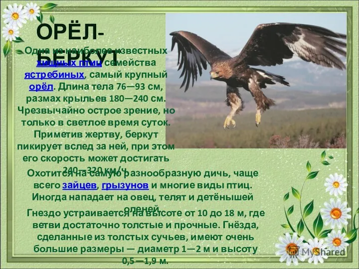 ОРЁЛ-БЕРКУТ Одна из наиболее известных хищных птиц семейства ястребиных, самый крупный орёл. Длина