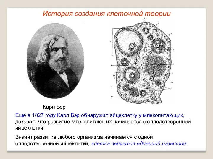 Карл Бэр Еще в 1827 году Карл Бэр обнаружил яйцеклетку