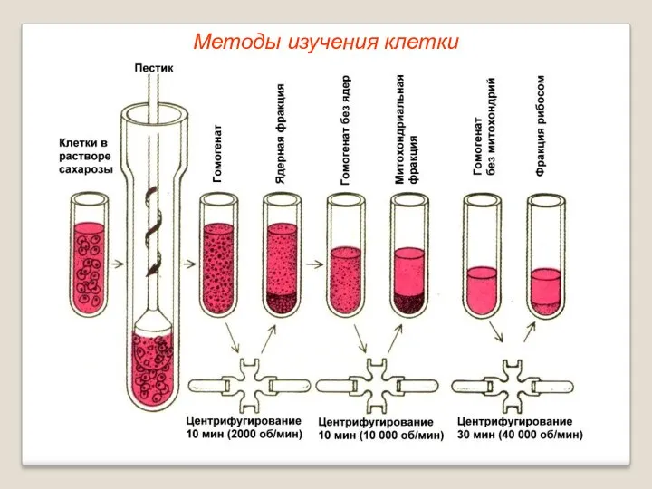 Методы изучения клетки