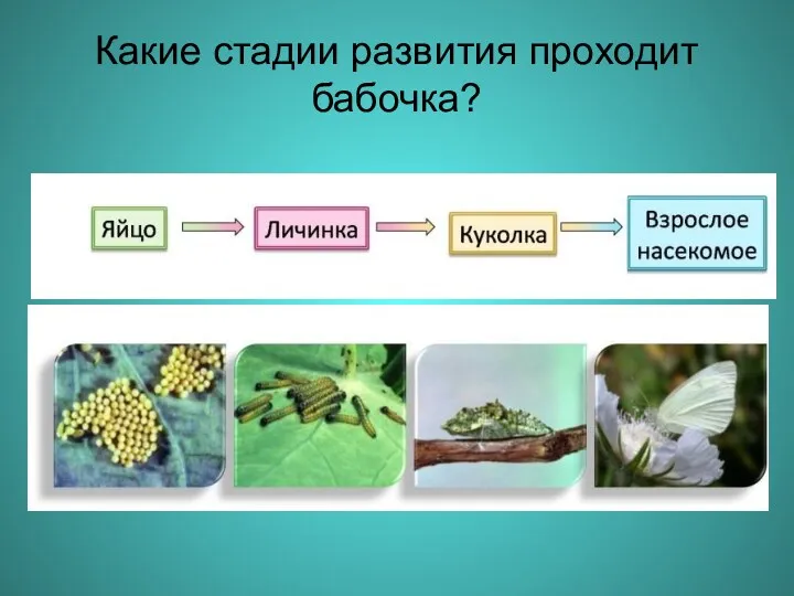 Какие стадии развития проходит бабочка?