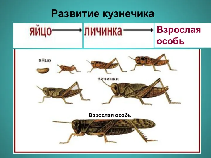 Взрослая особь Развитие кузнечика