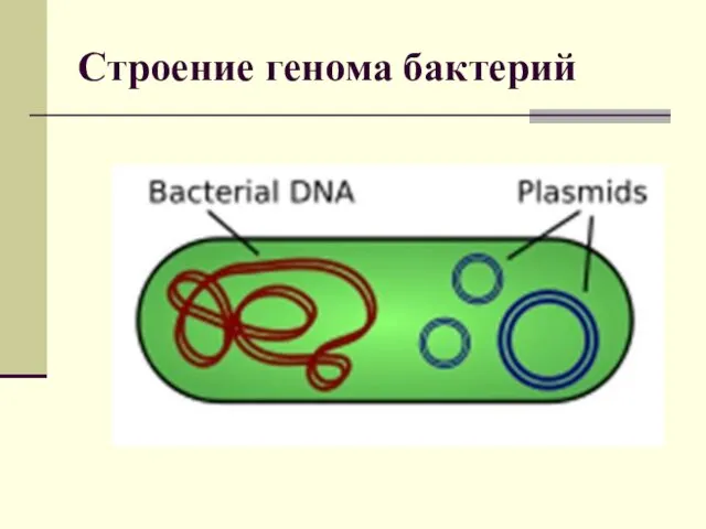 Строение генома бактерий