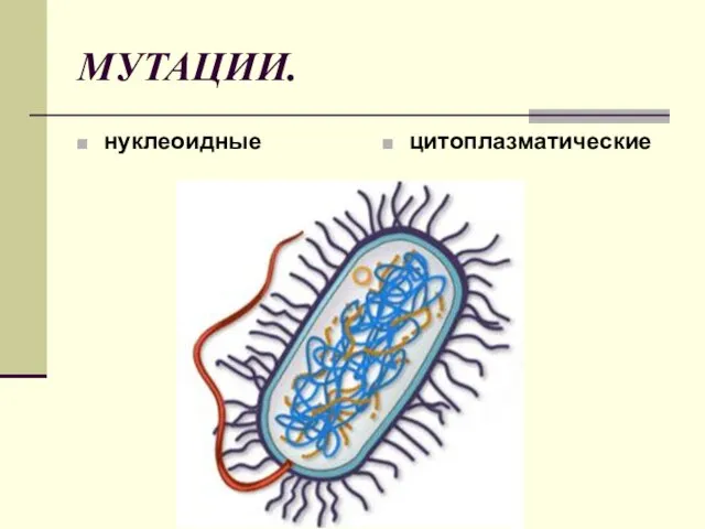 МУТАЦИИ. нуклеоидные цитоплазматические