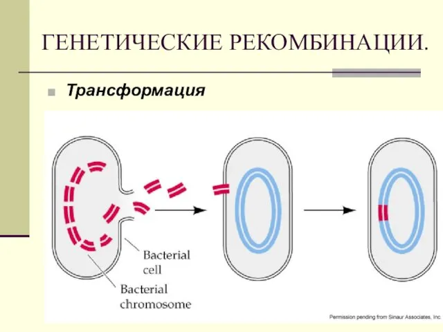 ГЕНЕТИЧЕСКИЕ РЕКОМБИНАЦИИ. Трансформация