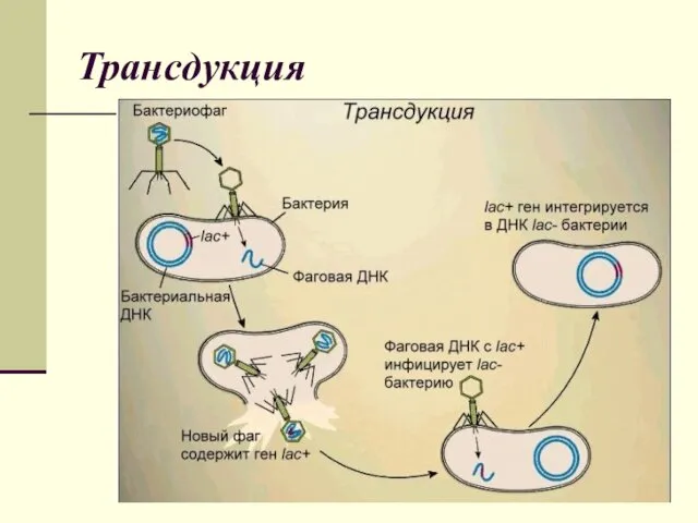 Трансдукция