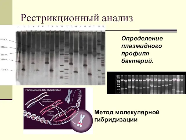 Рестрикционный анализ Определение плазмидного профиля бактерий. Метод молекулярной гибридизации
