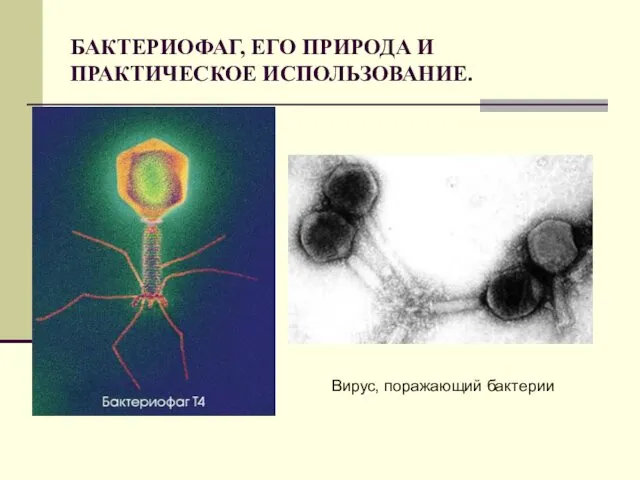 БАКТЕРИОФАГ, ЕГО ПРИРОДА И ПРАКТИЧЕСКОЕ ИСПОЛЬЗОВАНИЕ. Вирус, поражающий бактерии