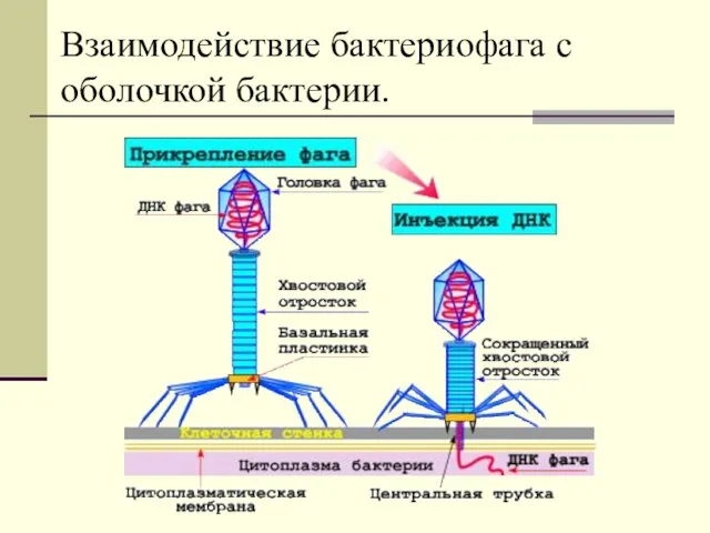 Взаимодействие бактериофага с оболочкой бактерии.