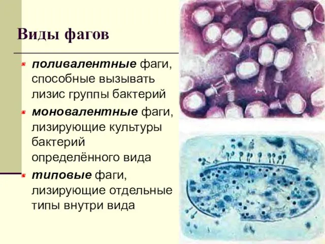Виды фагов поливалентные фаги, способные вызывать лизис группы бактерий моновалентные